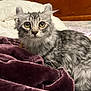 animal, bed, blanket, cat, cozy, curious, cute, domestic_cat, ears, fur, furry, gray_cat, household, indoor, looking, pet, resting, soft_texture, tabby, whiskers