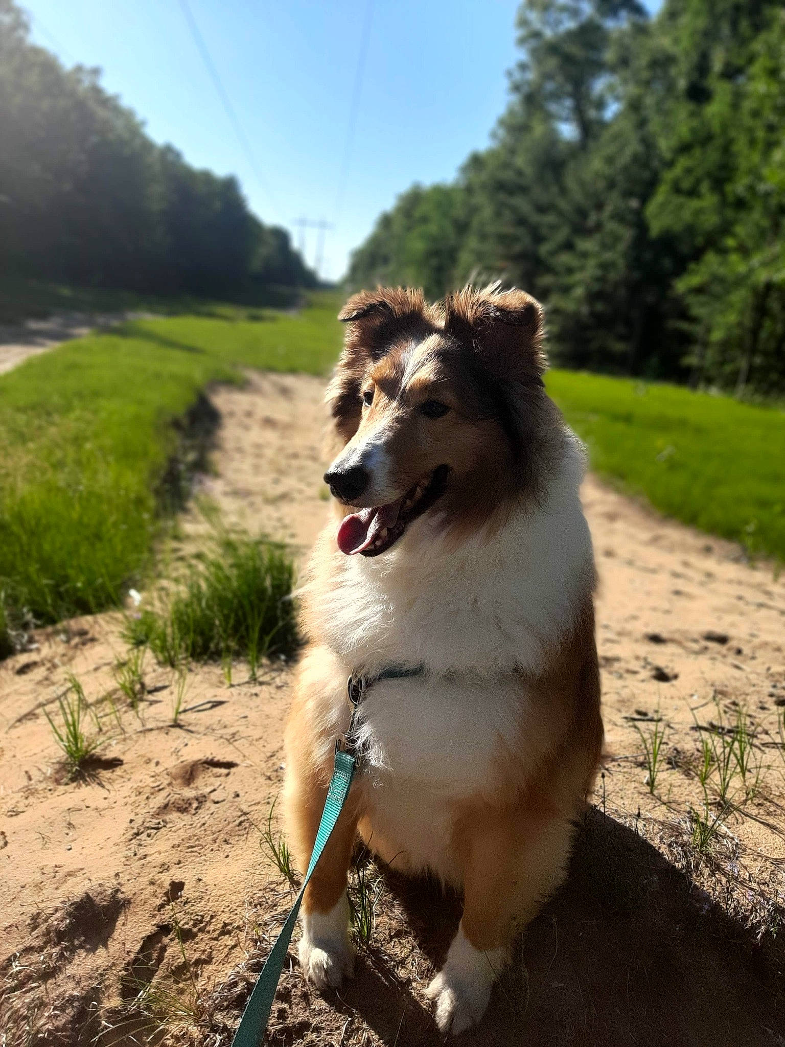 Bandit joined the competition — help win amazing prizes! canidae, carnivore, collar, companion_dog, dog, dog_breed, dog_collar, fawn, grass, herding_dog, landscape, leash, plant, road, sky, snout, tail, tree, working_animal, working_dog