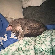 Libby Rose is registered to the contest to win money with this photo: cat, sleeping_cat, person, hoodie, glasses, blanket, pillow, sofa, couch, indoor, cozy, pet, fur, whiskers, nap, living_room, patterned_blanket, gray_cat, close_up, relaxing