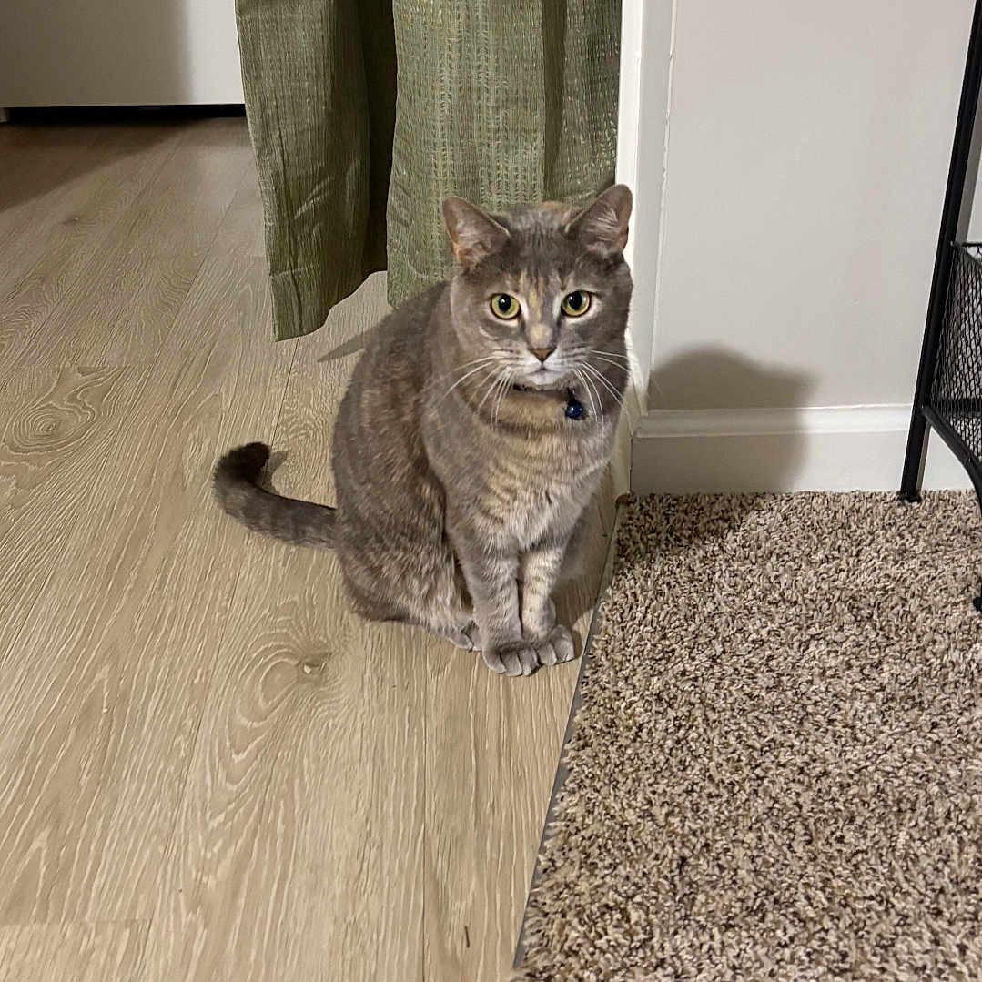 Libby Rose joined the competition — help win amazing prizes! bell, carpet, cat, collar, curtain, domestic_cat, door, eyes, floor_transition, furniture, grey_tabby, hardwood_floor, home_interior, indoor, pet, rug, shadow, sitting, wall, whiskers