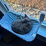 cat, window, window_screen, cat_hammock, suction_cups, collar, star_pattern, blanket, curled_up, sleeping, sunlight, outdoor_grass, indoor, perch, carpet, floor, foot, blue, cozy, pet