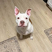 Nelson is registered to the contest to win money with this photo: dog, pitbull, white_dog, brown_patch, indoor, laminate_floor, rug, looking_up, ears_up, sitting, pet, canine, kitchen, cabinet, trash_can, chair_legs, portrait, cute, attention, begging