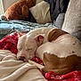 Nelson is registered to the contest to win money with this photo: dog, sleeping_dog, pitbull, blanket, red_blanket, white_blanket, couch, sofa, stuffed_animal, teddy_bear, pillow, cozy, living_room, pet, resting, fur, nap, head, tail, remote_control