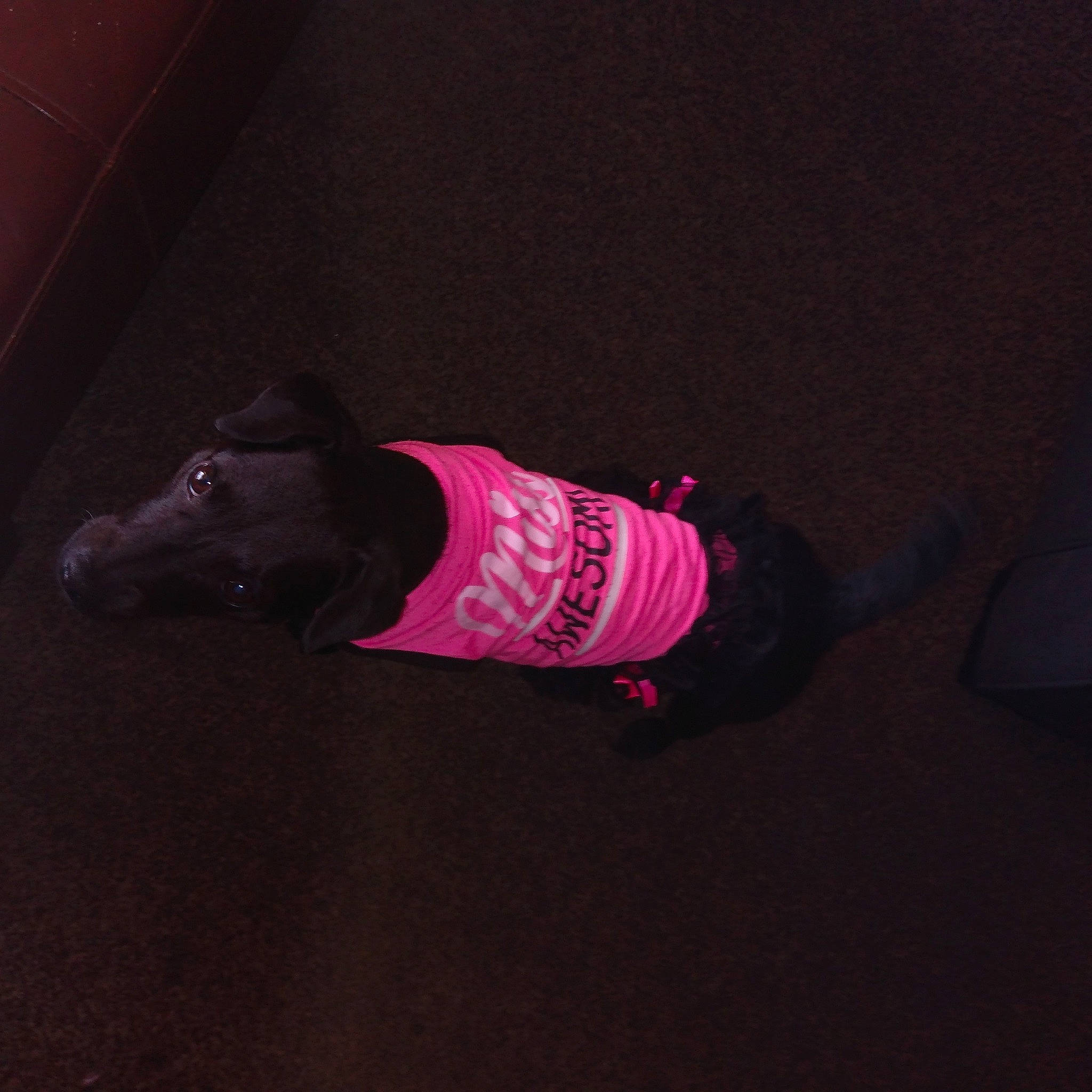 Eep joined the competition — help win amazing prizes! canidae, dog_clothes, jacket, magenta, night, outerwear, pink, sportswear