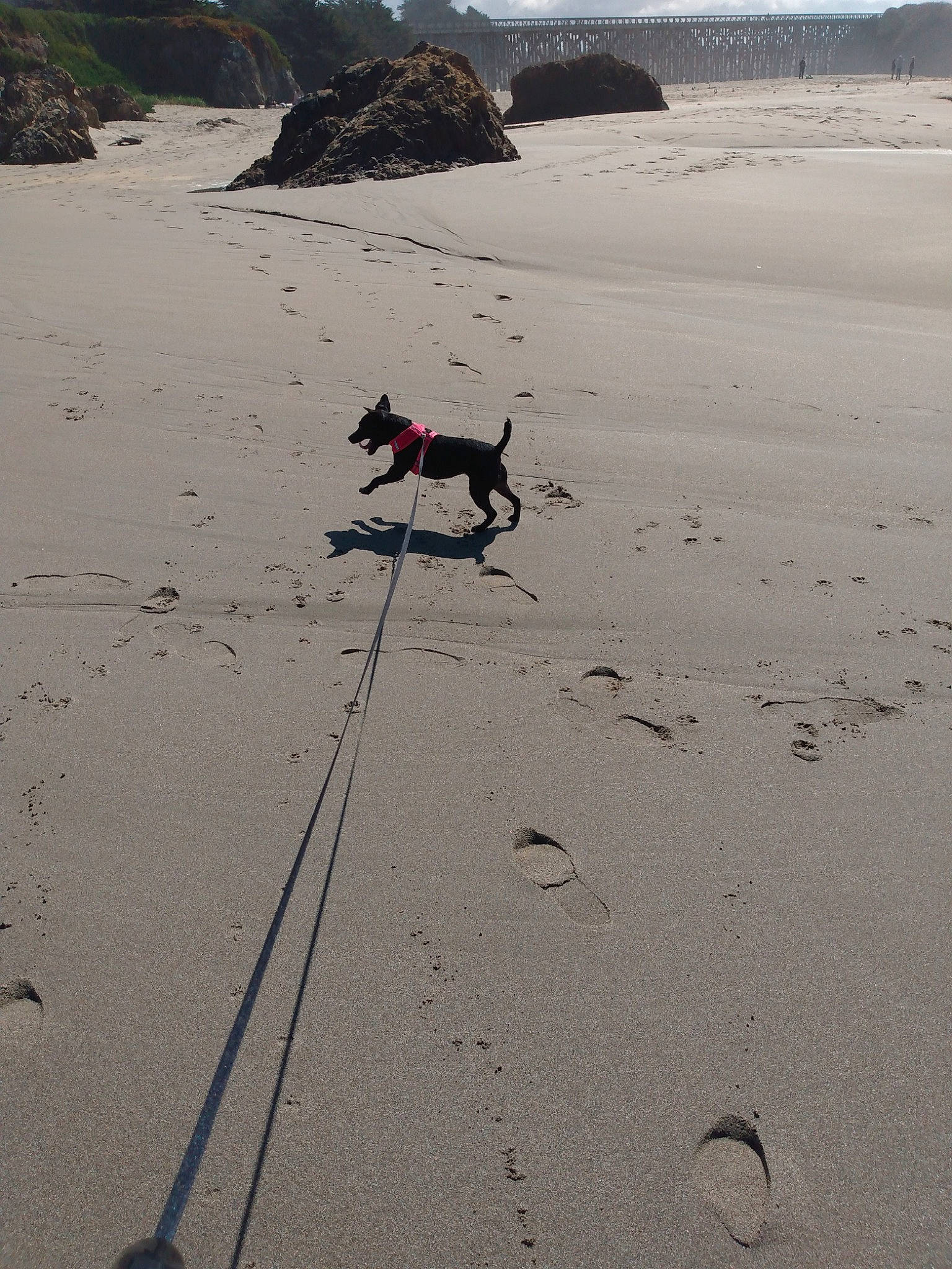 Eep is registered to the contest to win money with this photo: beach, canidae, carnivore, coast, coastal_and_oceanic_landforms, dog, dog_walking, leash, ocean, sand, sea, shadow, shore, vacation