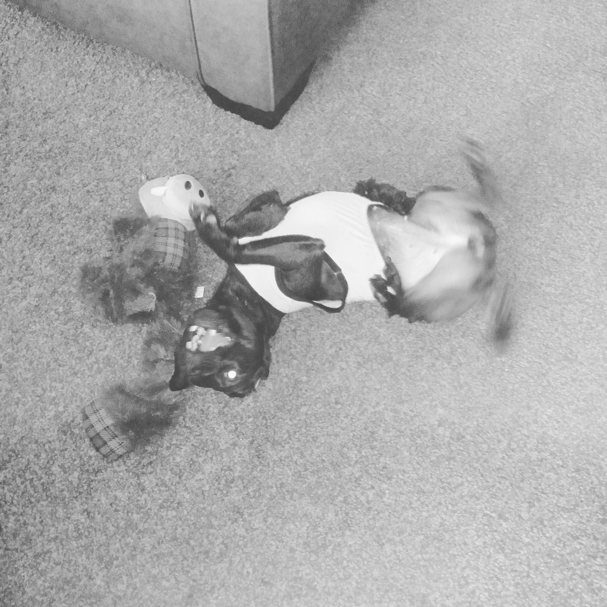 Eep joined the competition — help win amazing prizes! canidae, non_sporting_group, photography, style, white