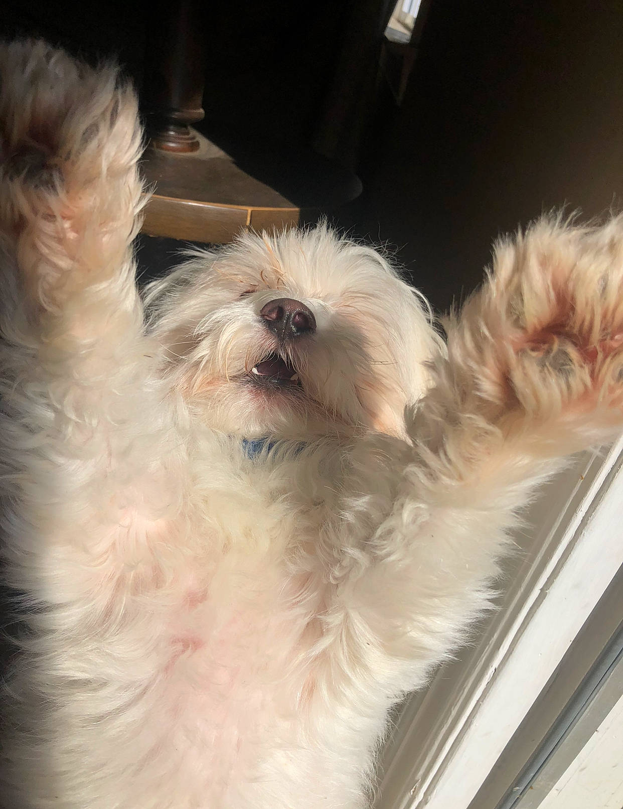 Dash is registered to the contest to win money with this photo: canidae, carnivore, companion_dog, dog, dog_breed, eye, fur, head, liver, maltepoo, poodle_crossbreed, shih_poo, small_terrier, snout, sporting_group, terrier, toy_dog, water_dog, working_animal, yorkipoo