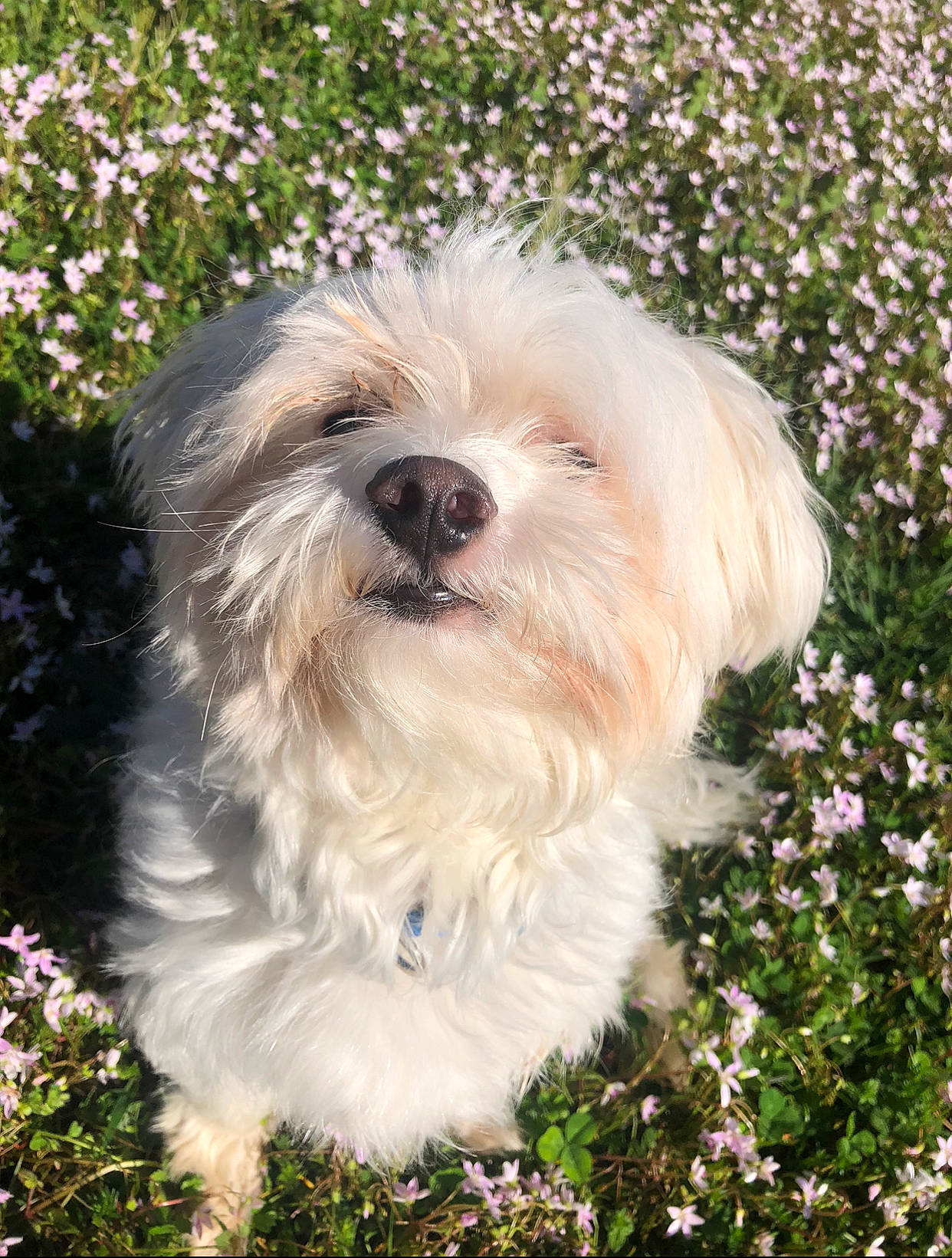 Dash is registered to the contest to win money with this photo: botany, canidae, carnivore, companion_dog, dog, dog_breed, flower, grass, groundcover, mal_shi, plant, shrub, small_terrier, snout, sporting_group, terrier, toy_dog, tree, water_dog, working_animal