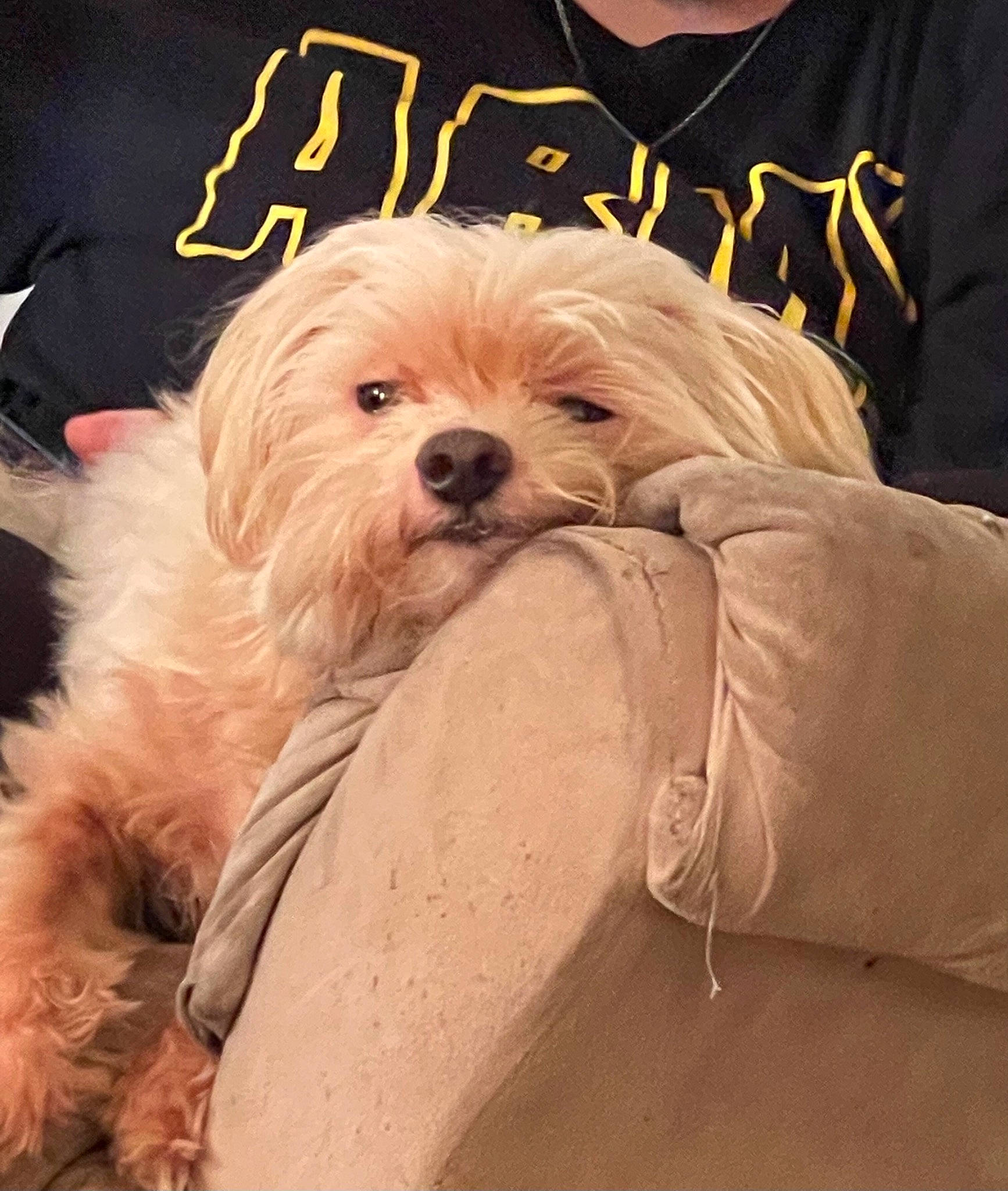 Dash is registered to the contest to win money with this photo: canidae, carnivore, companion_dog, dog, dog_breed, dog_clothes, dog_supply, fur, glasses, hair, hat, head, liver, puppy_love, small_terrier, snout, sporting_group, terrier, toy_dog, working_animal