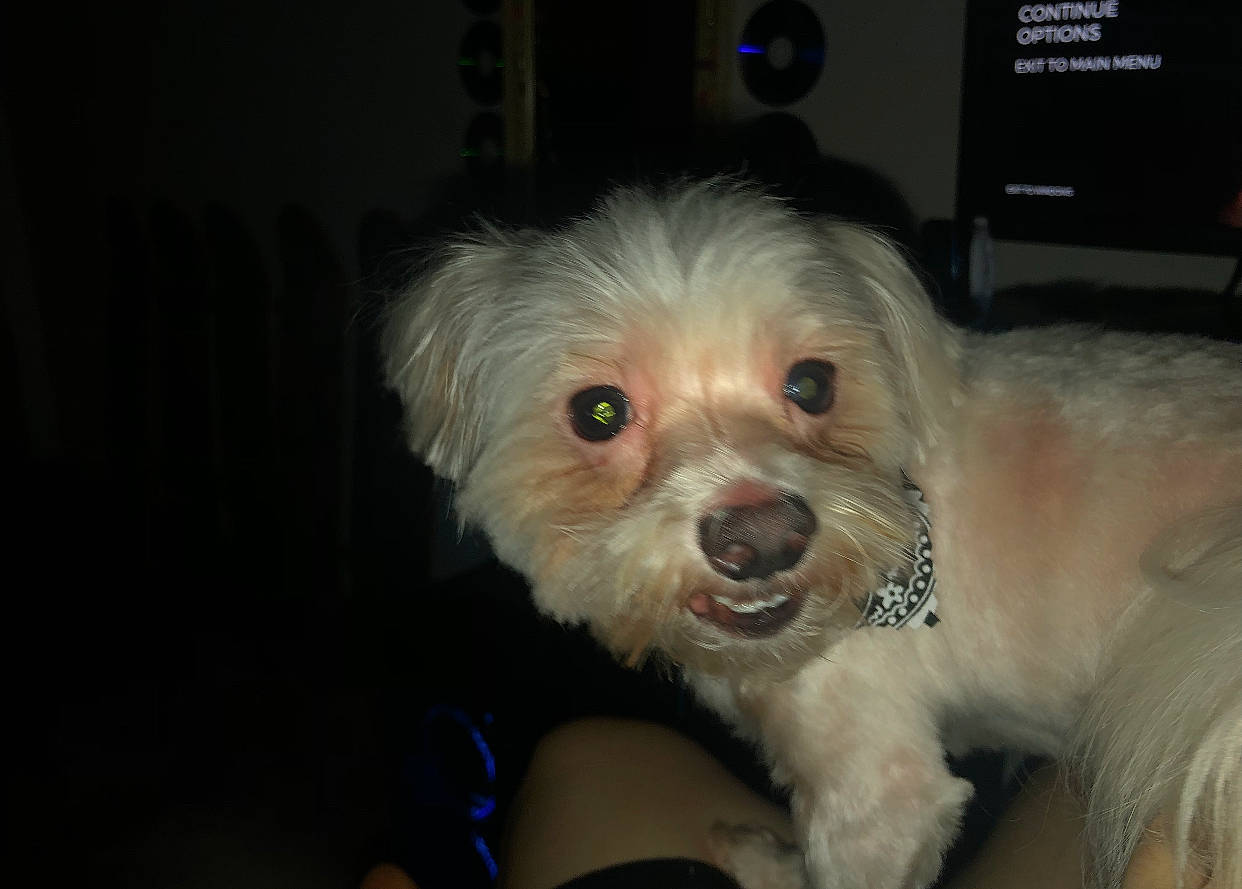 Dash is registered to the contest to win money with this photo: biewer_terrier, canidae, carnivore, cockapoo, companion_dog, dog, dog_breed, fur, maltepoo, plant, poodle_crossbreed, puppy_love, shih_poo, small_terrier, sporting_group, terrier, toy_dog, water_dog, whiskers, yorkipoo