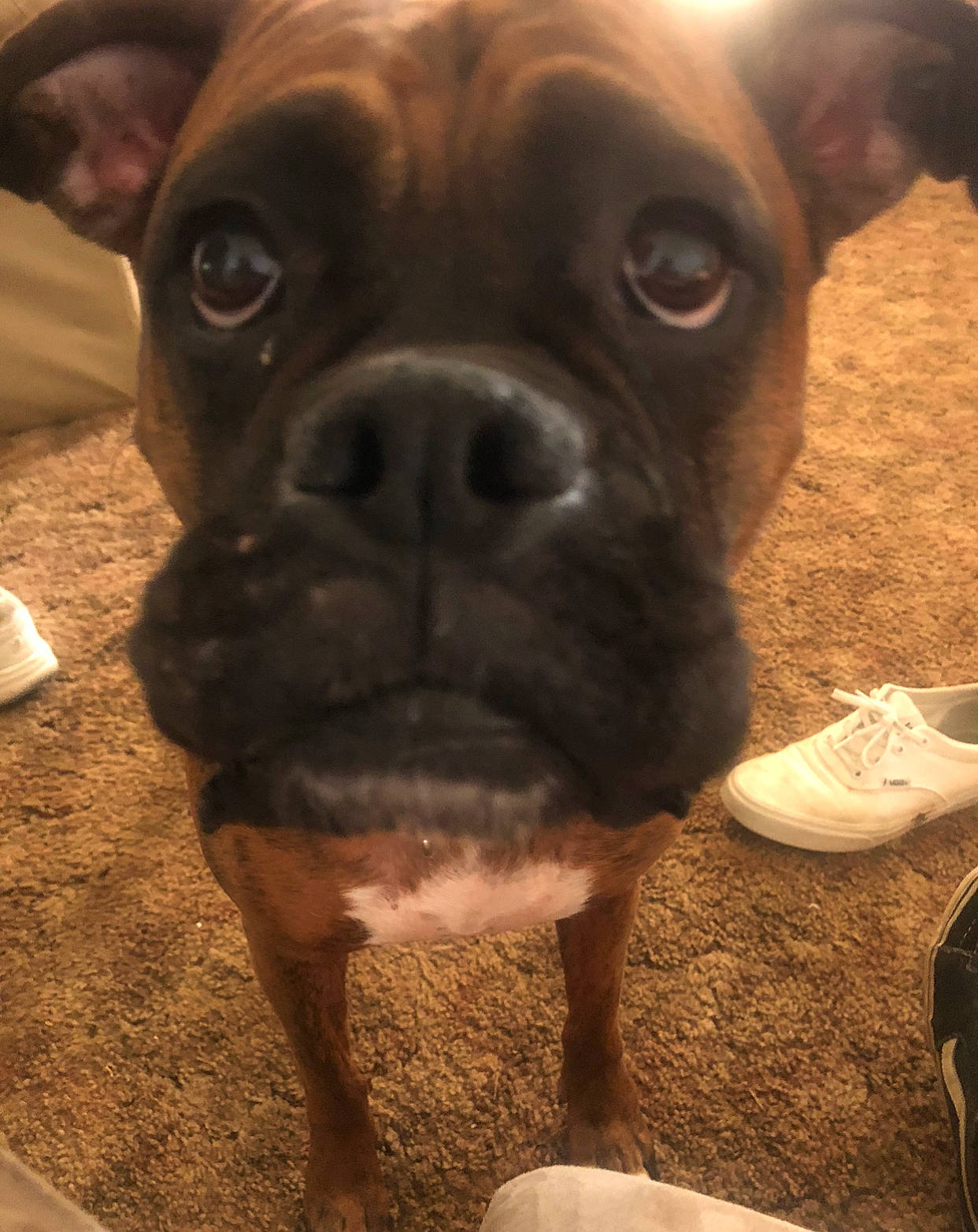 Abby joined the competition — help win amazing prizes! boston_terrier, canidae, carnivore, companion_dog, dog, dog_breed, ear, fawn, french_bulldog, fur, iris, metal, molosser, snout, sporting_group, terrestrial_animal, toy_dog, whiskers, working_animal, wrinkle