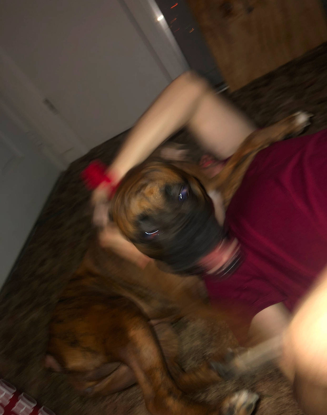 Abby is registered to the contest to win money with this photo: canidae, carnivore, chest, comfort, companion_dog, dog, dog_breed, elbow, fawn, flesh, flooring, fur, human_leg, liver, paw, room, snout, sporting_group, working_animal, wrinkle