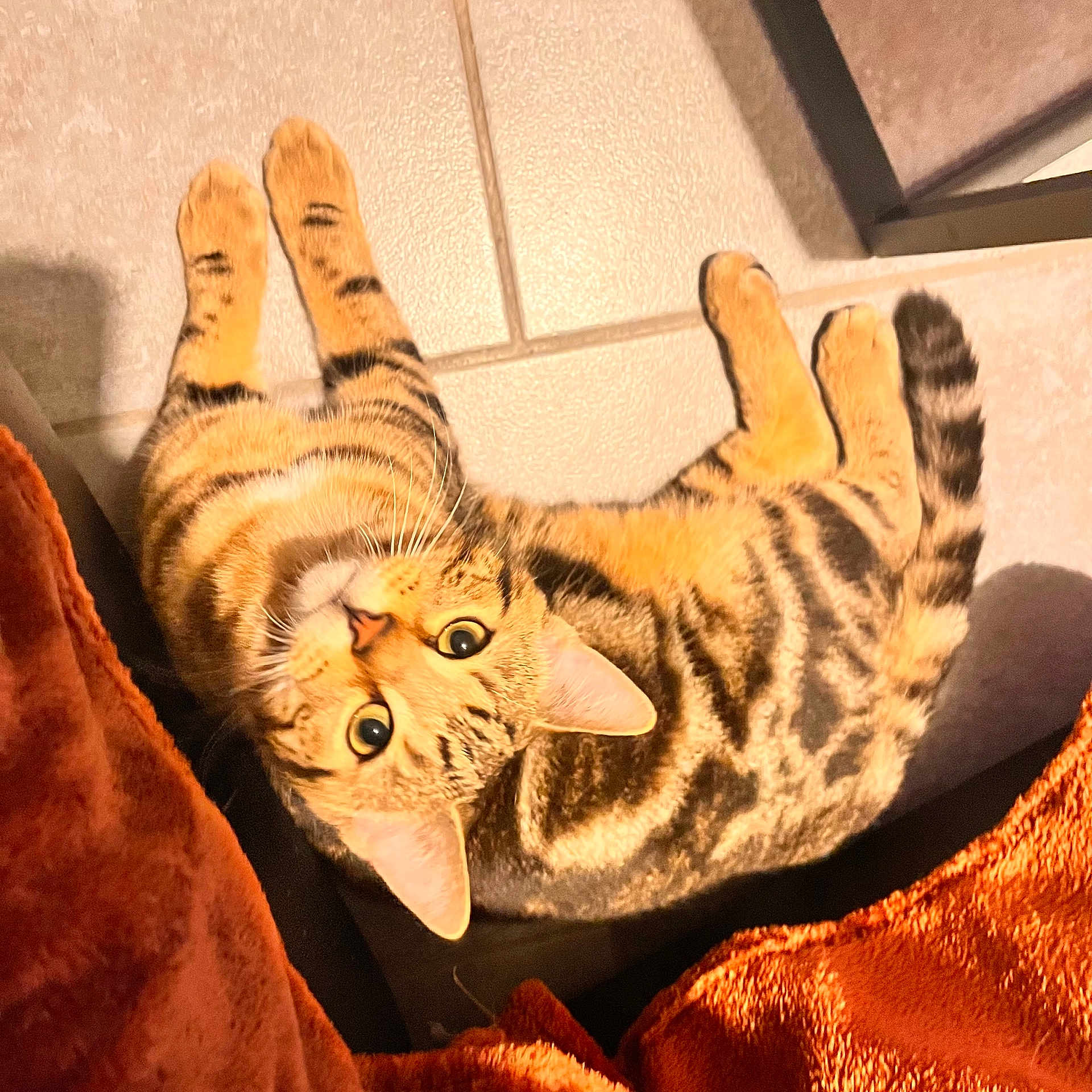 Leo