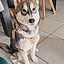 animal, canine, chair, collar, cute, dog, domestic, ears, eyes, floor, furniture, harness, husky, indoor, pet, portrait, puppy, sitting, table, tile