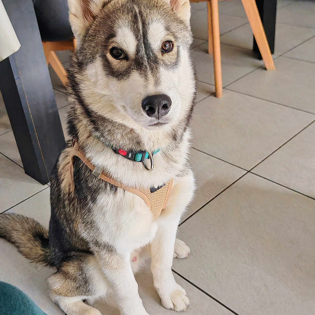 Aïko participe au concours pour gagner de l'argent avec cette photo : animal, canine, chair, collar, cute, dog, domestic, ears, eyes, floor, furniture, harness, husky, indoor, pet, portrait, puppy, sitting, table, tile
