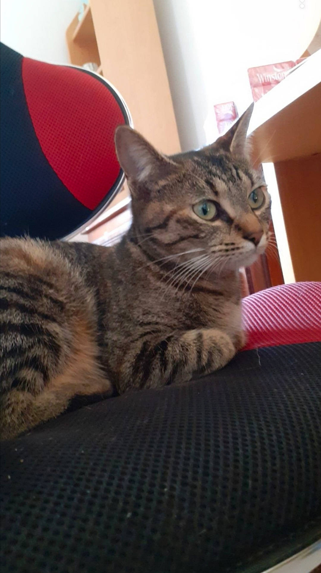 Canel participe au concours pour gagner de l'argent avec cette photo : american_shorthair, asian, bengal, california_spangled, carnivore, cat, domestic_short_haired_cat, dragon_li, european_shorthair, felidae, fur, german_rex, kitten, mammal, pixie_bob, small_to_medium_sized_cats, tabby_cat, toyger, vertebrate, whiskers