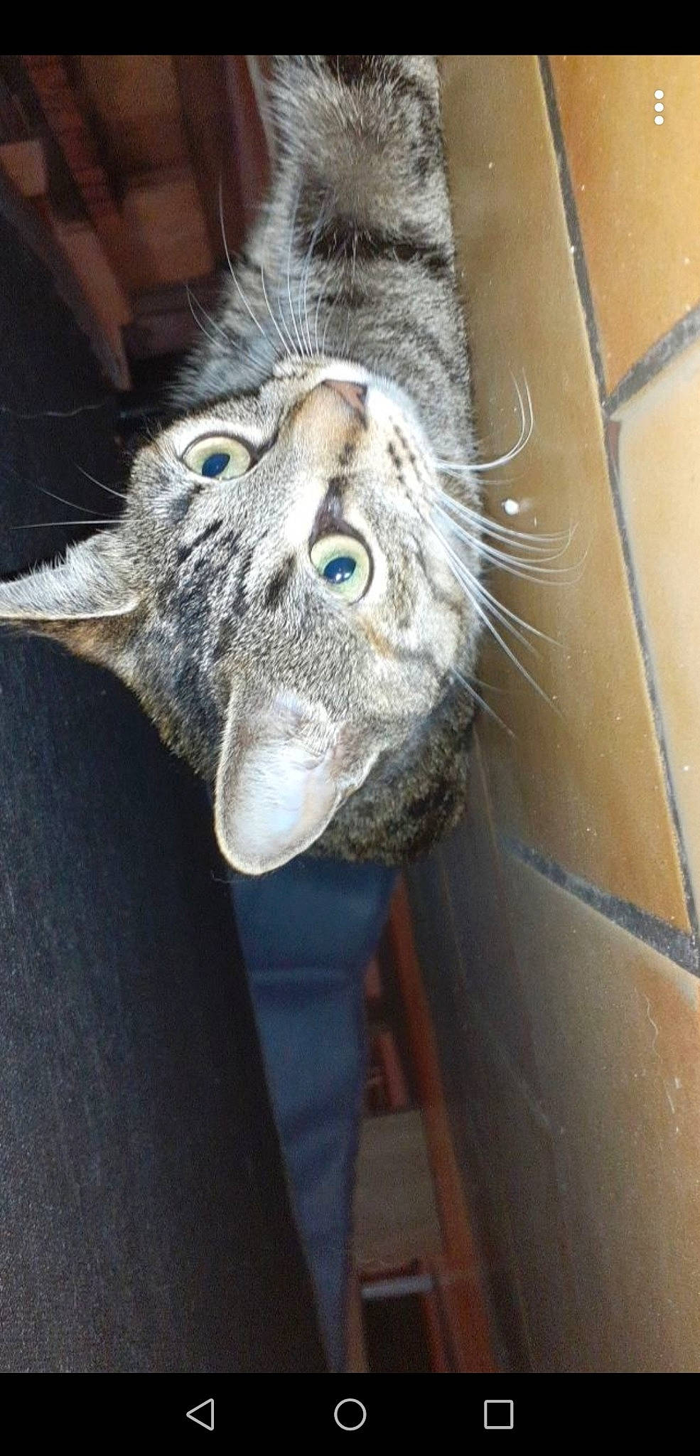 Canel a rejoint le concours — aidez-le/la à gagner de superbes lots ! carnivore, cat, domestic_short_haired_cat, european_shorthair, felidae, small_to_medium_sized_cats, snout, tabby_cat, whiskers