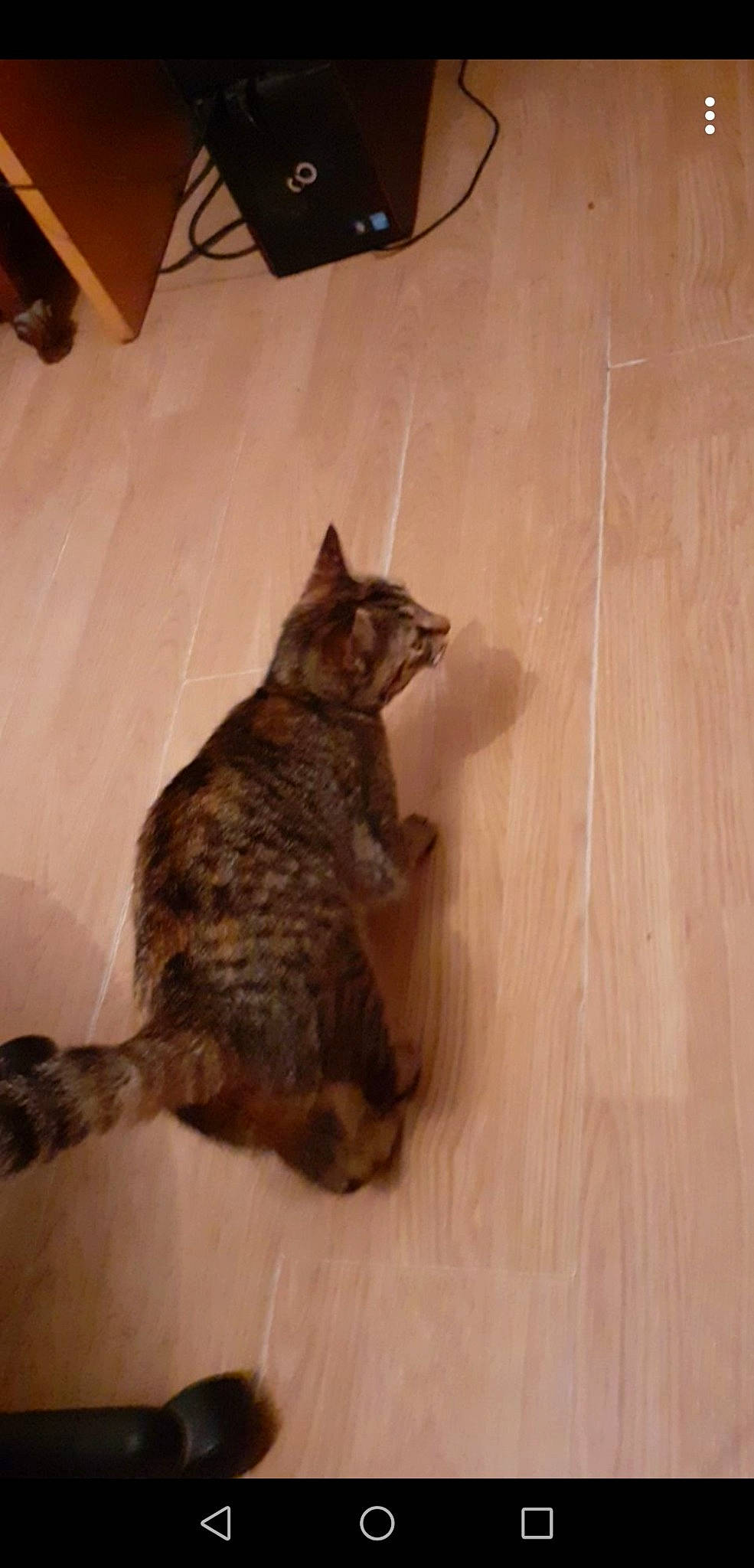 Canel a rejoint le concours — aidez-le/la à gagner de superbes lots ! asian, carnivore, cat, chausie, claw, domestic_short_haired_cat, dragon_li, european_shorthair, felidae, floor, flooring, german_rex, mammal, small_to_medium_sized_cats, tail, vertebrate, whiskers