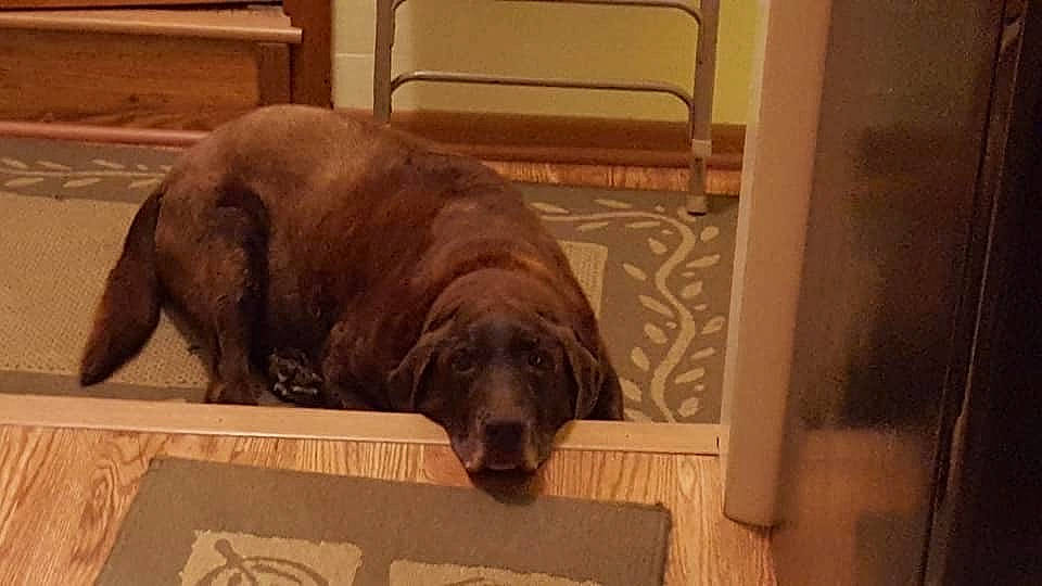 Godiva joined the competition — help win amazing prizes! brown, canidae, carnivore, companion_dog, dog, dog_breed, flat_coated_retriever, floor, labrador_retriever, mammal, retriever, snout, sporting_group, sussex_spaniel, vertebrate