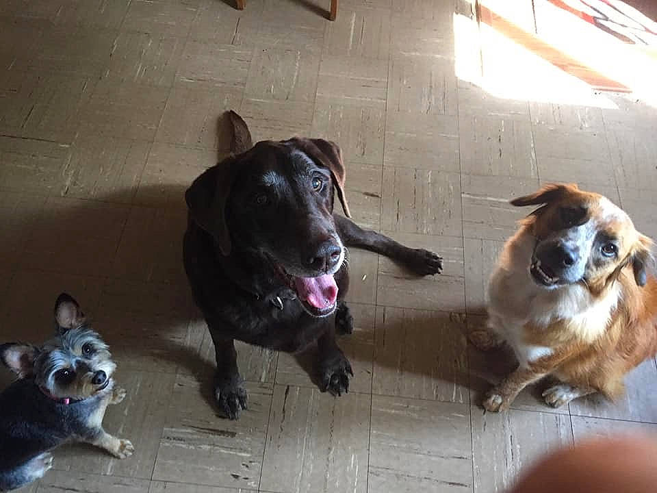 Godiva joined the competition — help win amazing prizes! canidae, cardigan_welsh_corgi, carnivore, companion_dog, dog, dog_breed, fawn, mammal, snout, sporting_group, vertebrate