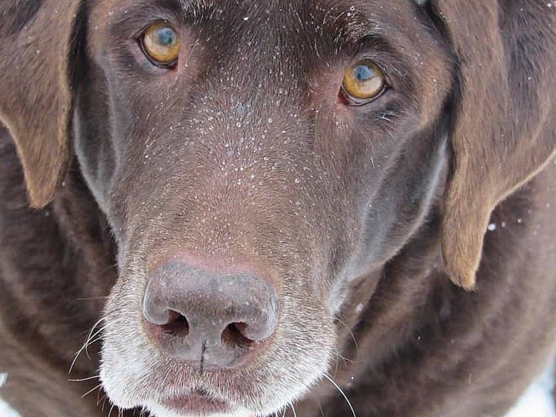 Godiva joined the competition — help win amazing prizes! blue_lacy, canidae, carnivore, chesapeake_bay_retriever, dog, dog_breed, gun_dog, hunting_dog, labrador_retriever, liver, mammal, nose, pointing_breed, retriever, snout, sporting_group, vertebrate, weimaraner, whiskers