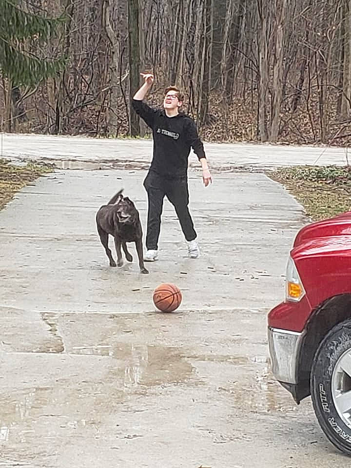 Godiva is registered to the contest to win money with this photo: ball, canidae, car, carnivore, companion_dog, dog, dog_breed, dog_walking, guard_dog, hunting_dog, labrador_retriever, play, pointing_breed, retriever, snow, sporting_group, tree, vehicle, weimaraner, winter