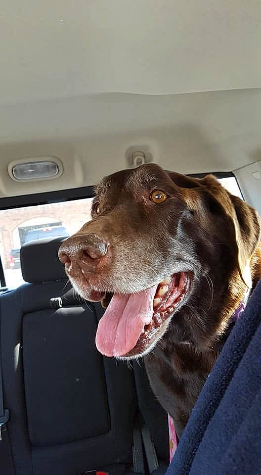 Godiva joined the competition — help win amazing prizes! canidae, carnivore, dog, dog_breed, ear, german_shorthaired_pointer, hunting_dog, jaw, labrador_retriever, liver, mammal, pointer, pointing_breed, retriever, snout, sporting_group, weimaraner