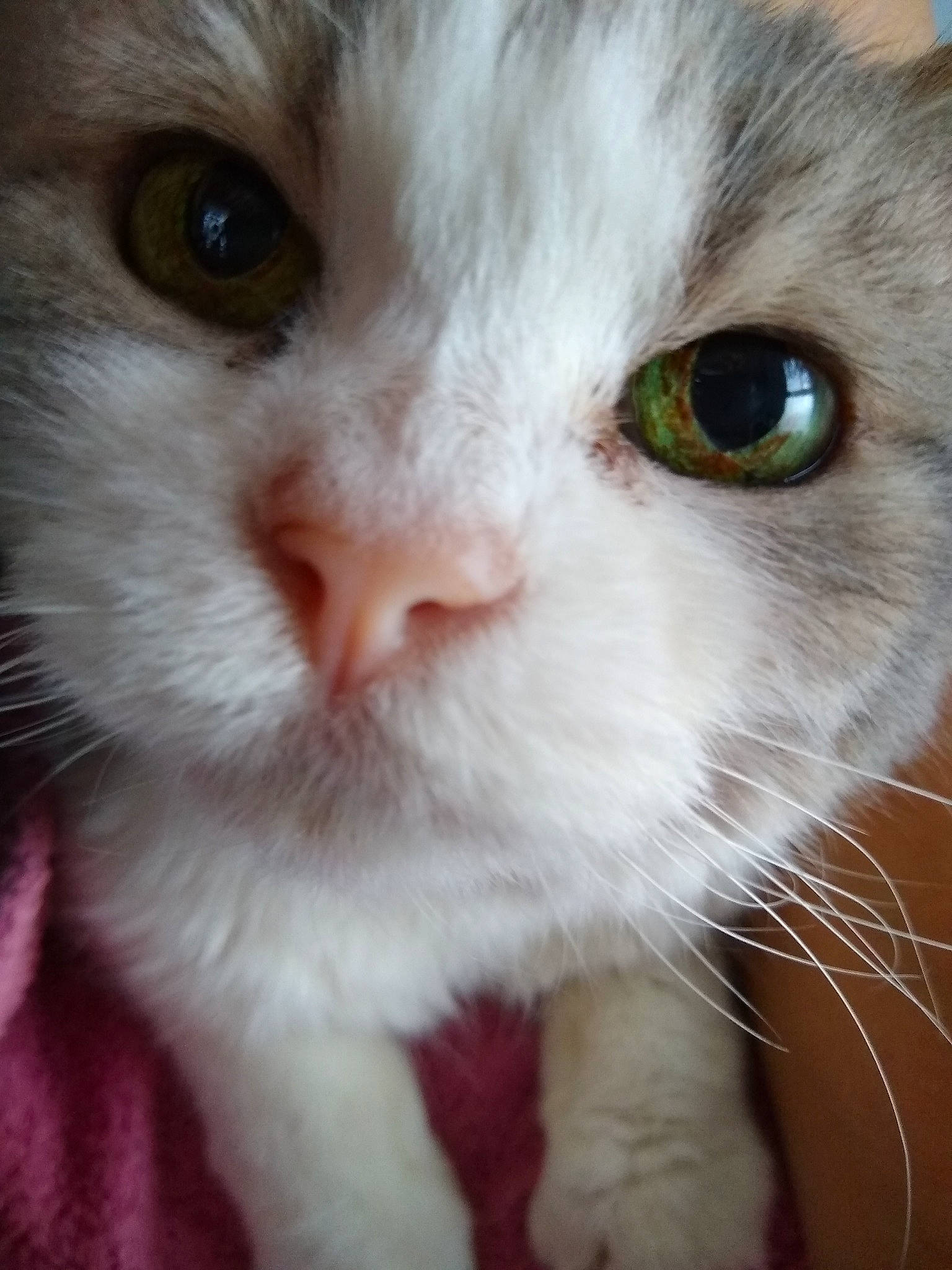 Grizouille a rejoint le concours — aidez-le/la à gagner de superbes lots ! aegean_cat, asian, british_semi_longhair, carnivore, cat, close_up, domestic_long_haired_cat, eye, felidae, fur, iris, kitten, mammal, nose, plant, small_to_medium_sized_cats, snout, turkish_van, vertebrate, whiskers