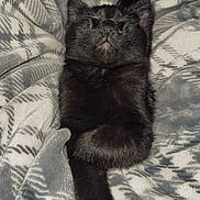 Spade joined the competition — help win amazing prizes! animal, black_cat, blanket, cat, comfort, cozy, cute, domestic_cat, feline, fluffy, fur, indoor, mammal, paw, pet, relaxed, resting, sleeping, soft, whiskers