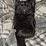 animal, black_cat, blanket, cat, comfort, cozy, cute, domestic_cat, feline, fluffy, fur, indoor, mammal, paw, pet, relaxed, resting, sleeping, soft, whiskers