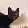 Spade joined the competition — help win amazing prizes! animal, black_cat, cat, caught_in_action, close_up, curious, domestic_cat, face, food_mess, fur, indoor, looking_up, messy, pet, snack_time, wall, whiskers, white_bowl, wide_eyes, wooden_floor