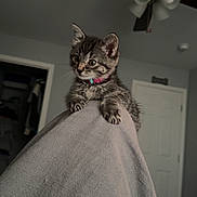 Skye is registered to the contest to win money with this photo: kitten, cat, tabby, pet, indoor, bedroom, blanket, bed, paws, collar, curious, portrait, close_up, ceiling_fan, door, wall, fabric, covered_leg, whiskers, cute