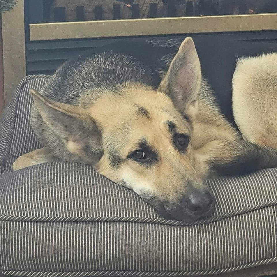 Hunter