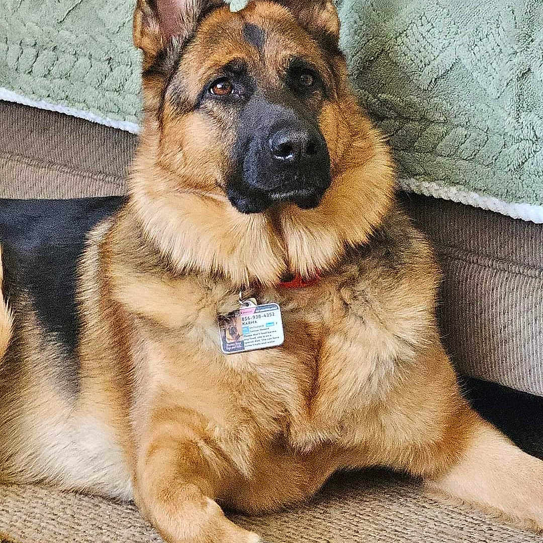 Karma is registered to the contest to win money with this photo: animal, canine, document, dog, drivinglicense, germanshepherd, idcards, pet, policedog, text