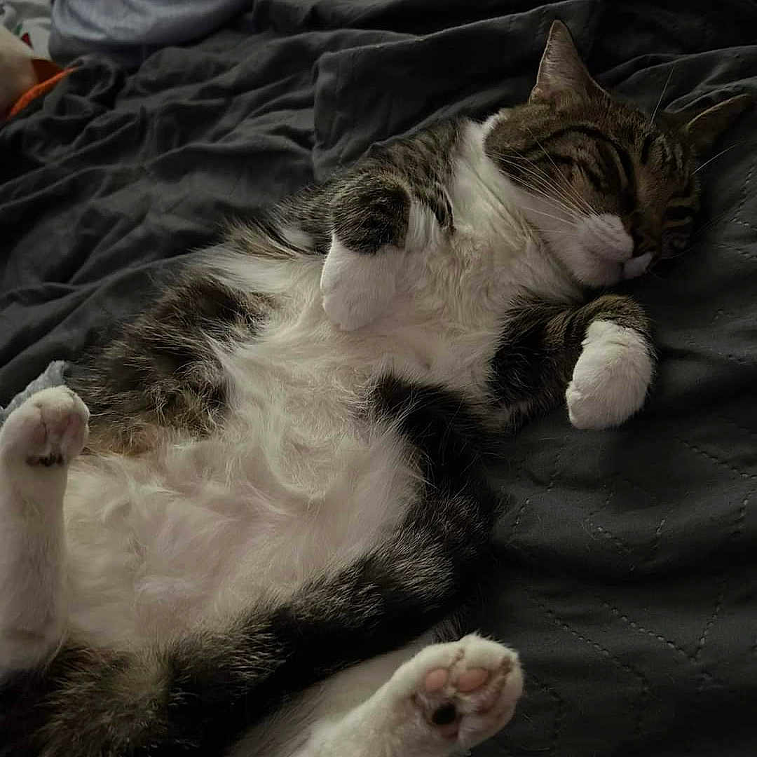 Ottis