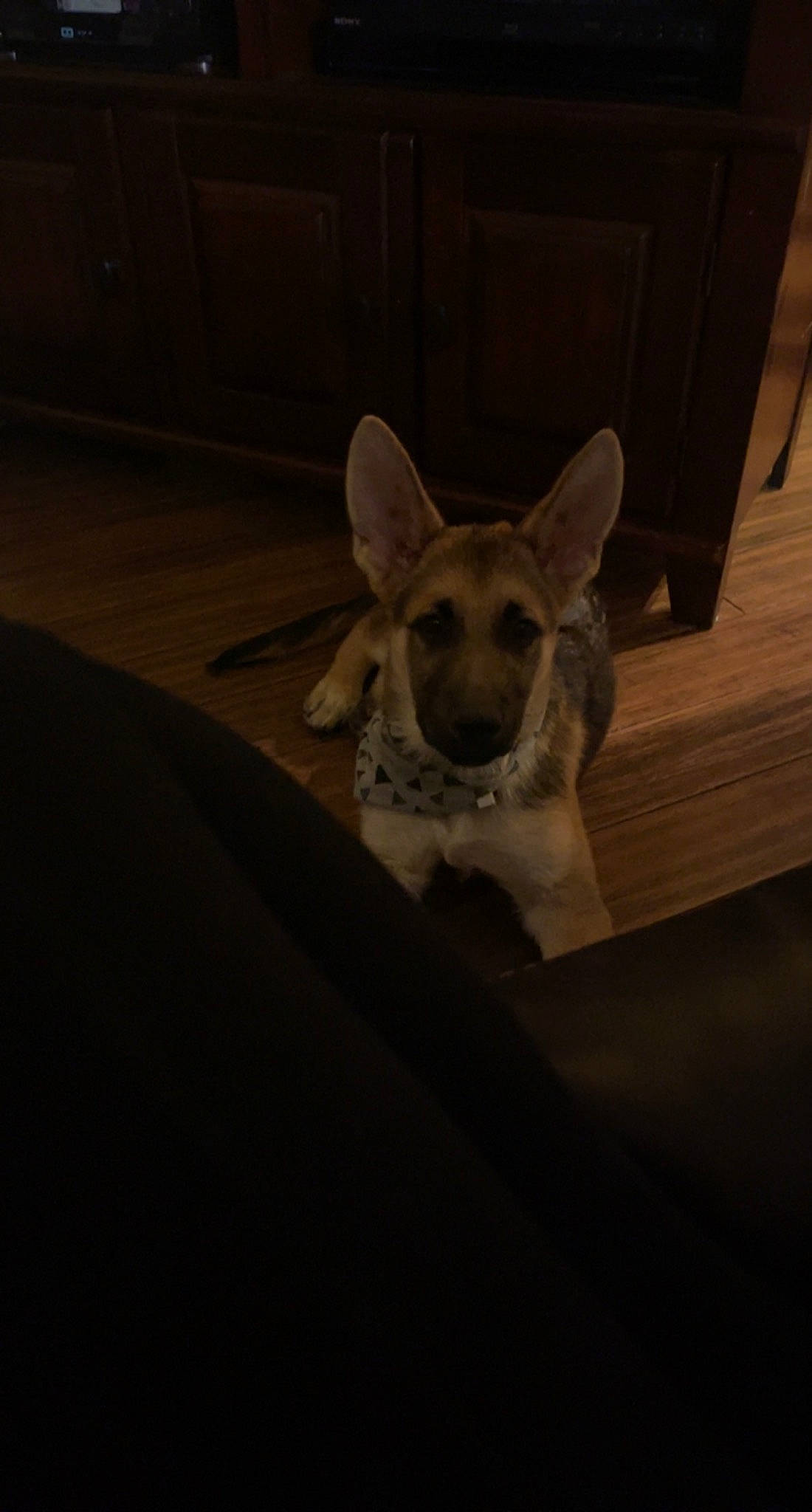 Porter joined the competition — help win amazing prizes! canidae, carnivore, companion_dog, darkness, dog, dog_breed, ear, fawn, fur, grey, hardwood, night, snout, sporting_group, tail, terrestrial_animal, toy_dog, whiskers, wildlife, wood