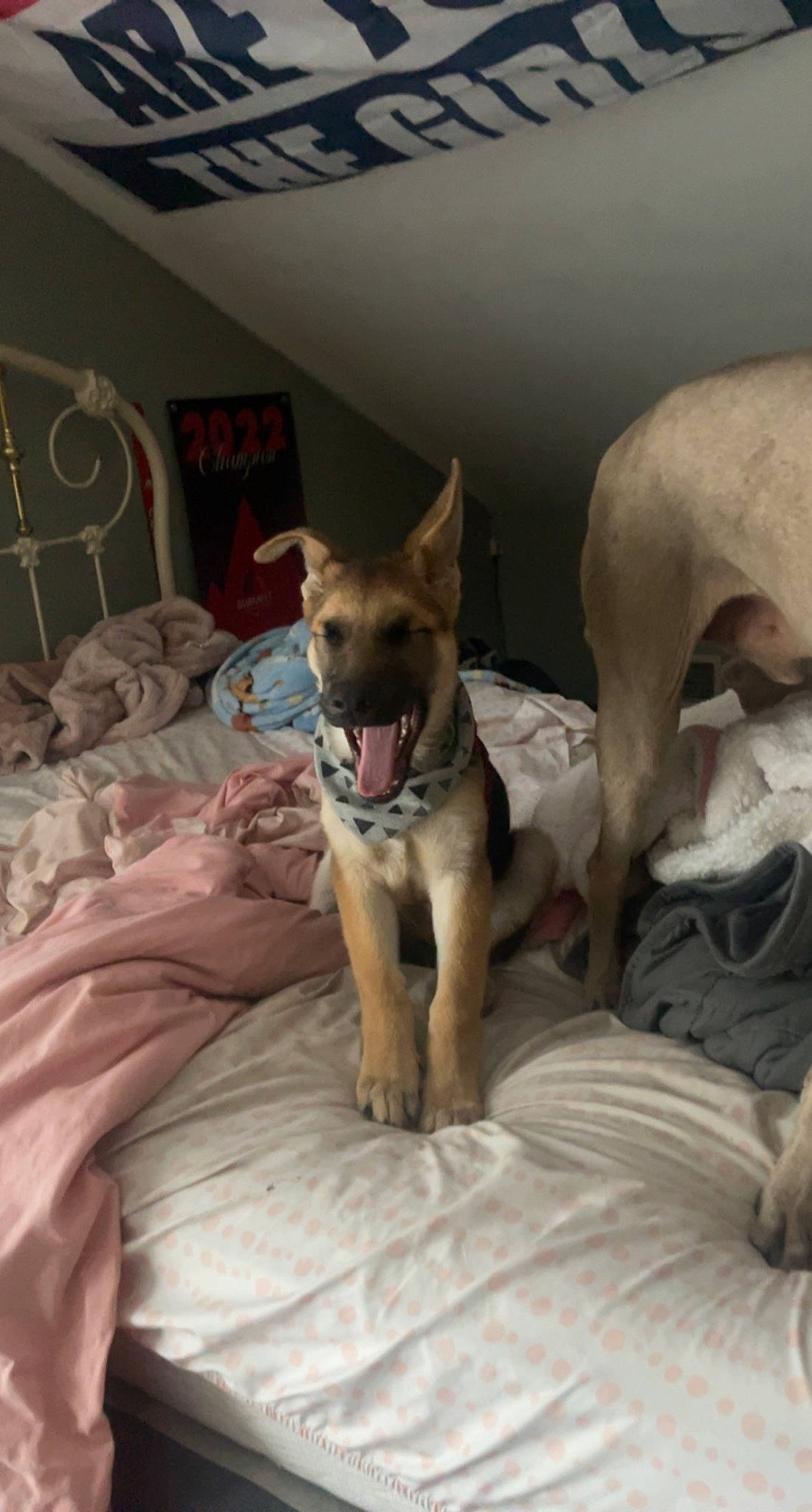 Porter joined the competition — help win amazing prizes! ancient_dog_breeds, carnivore, comfort, companion_dog, dog, dog_breed, dog_supply, fawn, felidae, linens, non_sporting_group, paw, room, small_to_medium_sized_cats, snout, sporting_group, tail, toy_dog, whiskers, working_animal