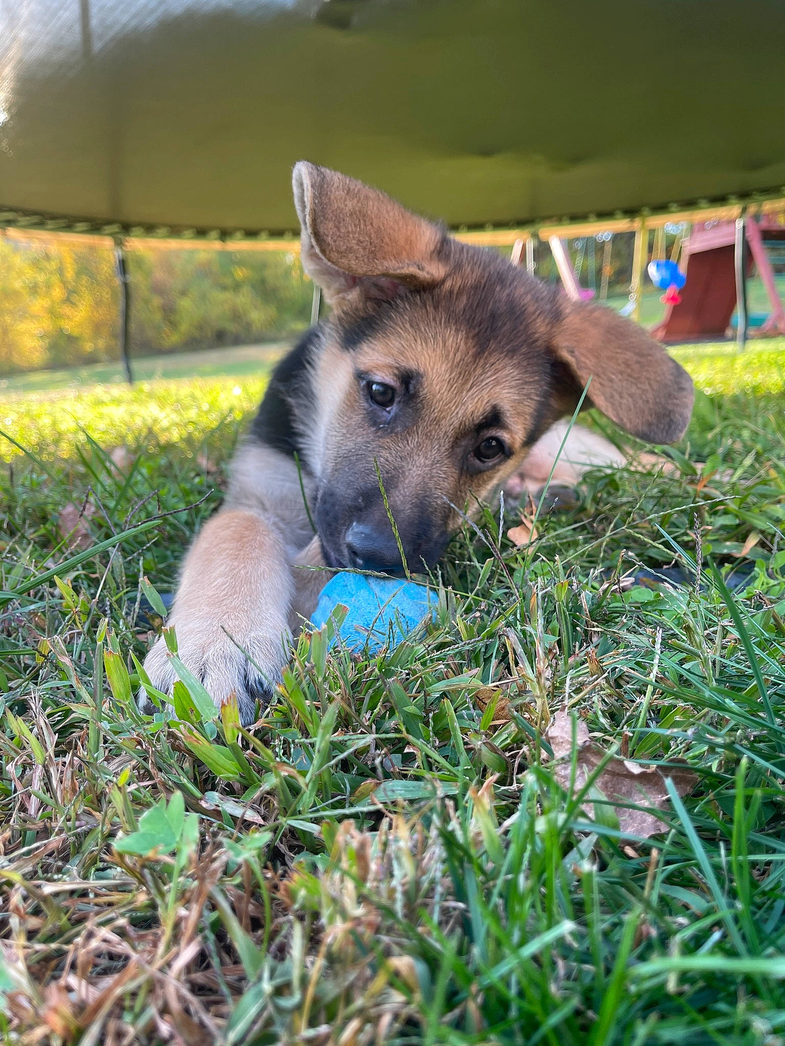 Porter joined the competition — help win amazing prizes! canidae, canis, carnivore, companion_dog, dog, dog_breed, dog_supply, east_european_shepherd, fawn, fur, german_shepherd_dog, grass, groundcover, lawn, puppy, sporting_group, terrestrial_animal, whiskers, working_animal, working_dog