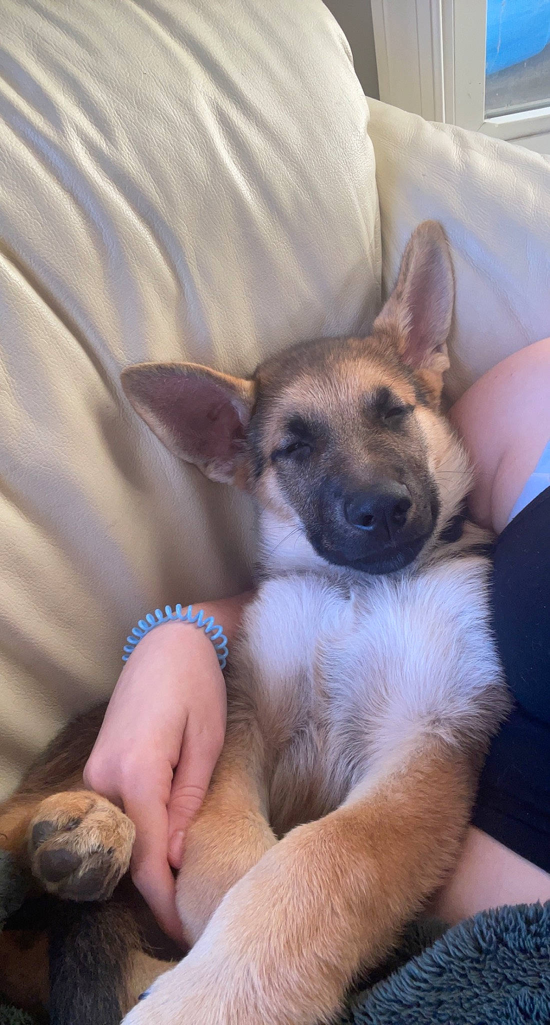 Porter is registered to the contest to win money with this photo: belgian_shepherd_malinois, canidae, carnivore, comfort, companion_dog, dog, dog_breed, ear, east_european_shepherd, fawn, fur, german_shepherd_dog, linens, mammal, old_german_shepherd_dog, paw, snout, sporting_group, vertebrate, whiskers