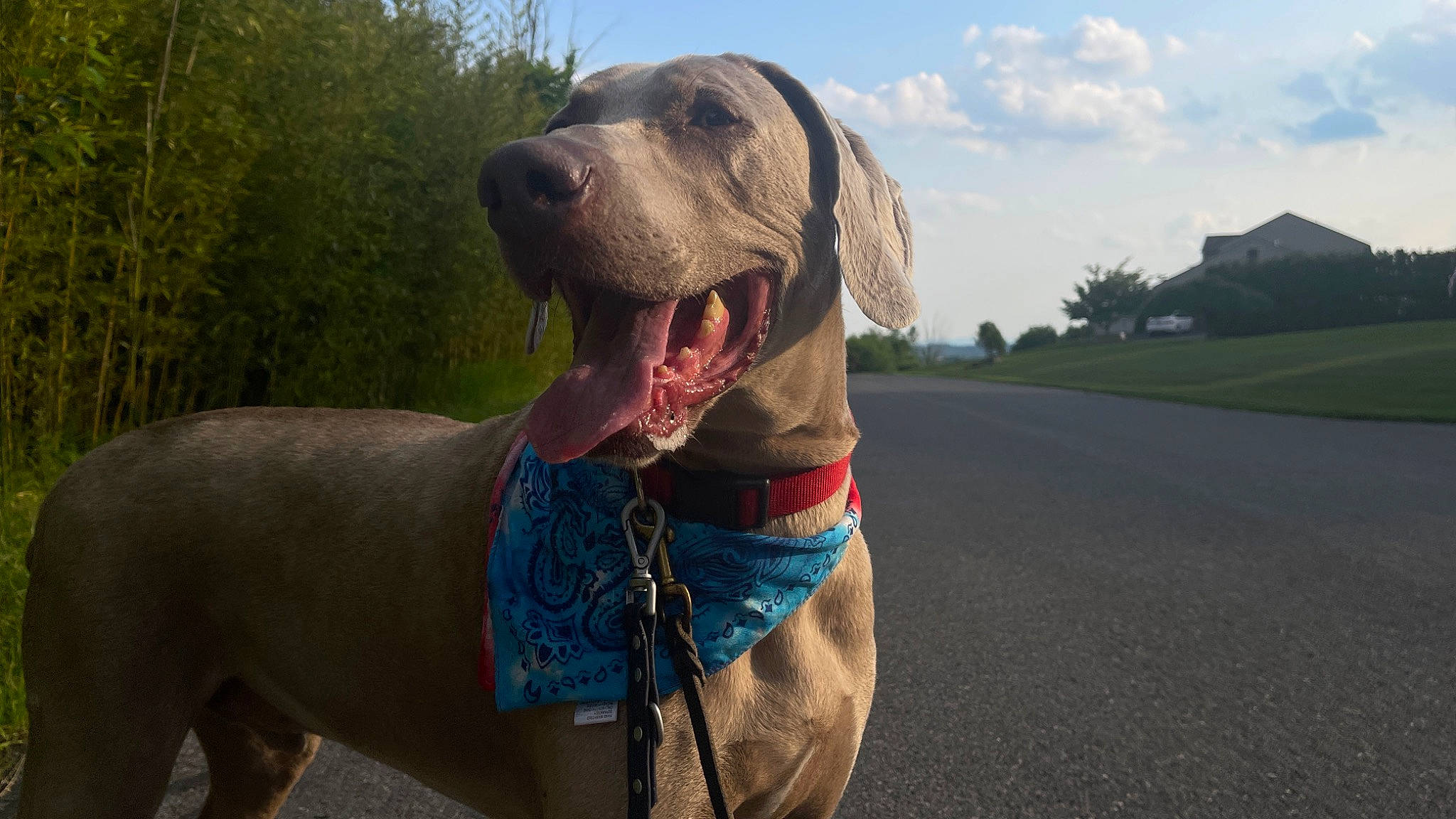 Wundermutt is registered to the contest to win money with this photo: carnivore, cloud, collar, companion_dog, dog, dog_breed, dog_collar, dog_supply, fawn, gun_dog, liver, pet_supply, plant, sky, snout, sporting_group, tar, tree, working_animal, working_dog