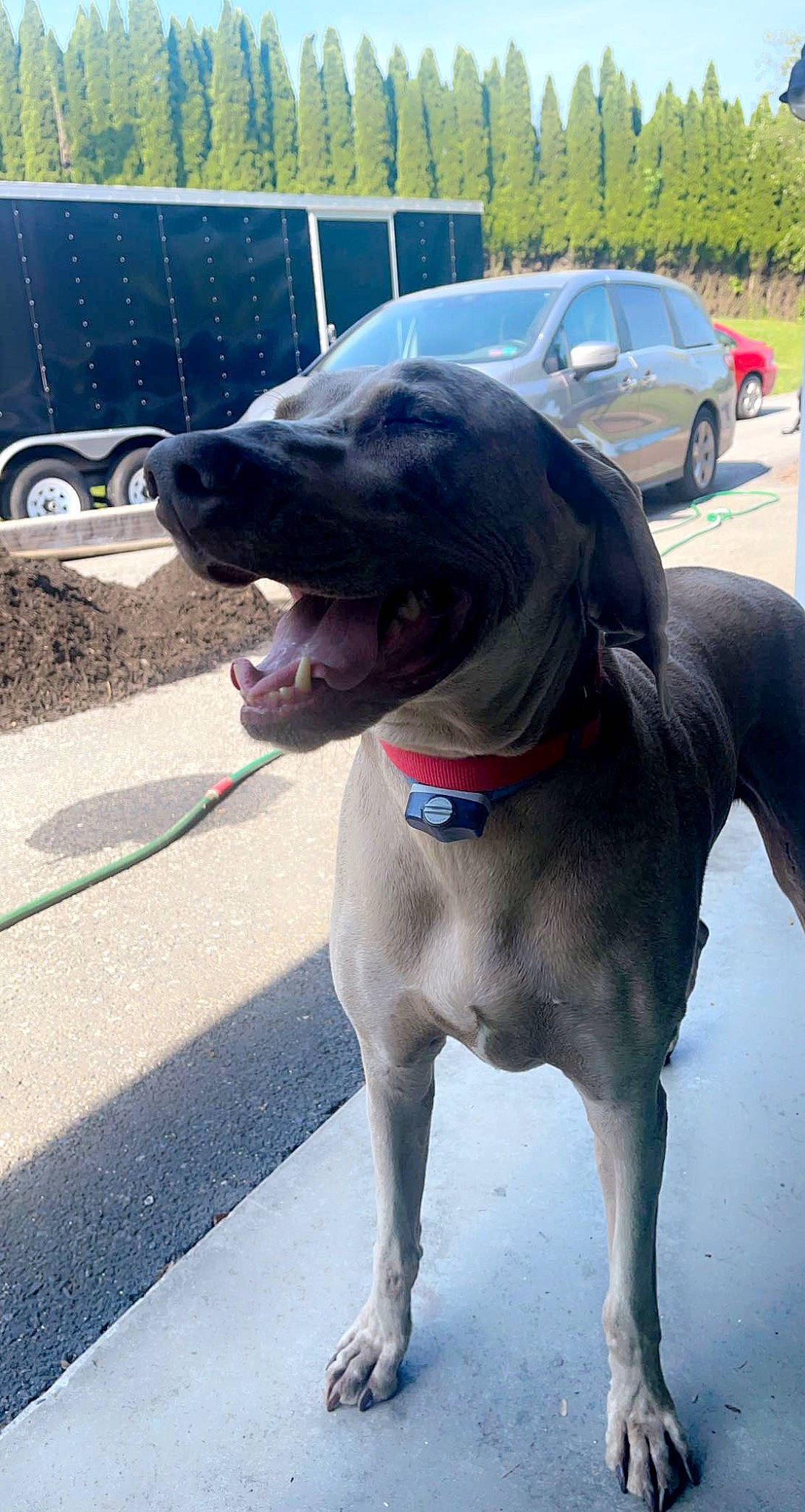 Wundermutt is registered to the contest to win money with this photo: canidae, car, carnivore, collar, companion_dog, dog, dog_breed, dog_collar, dog_supply, fawn, leash, liver, pet_supply, snout, sporting_group, tail, tire, vehicle, wheel, working_animal