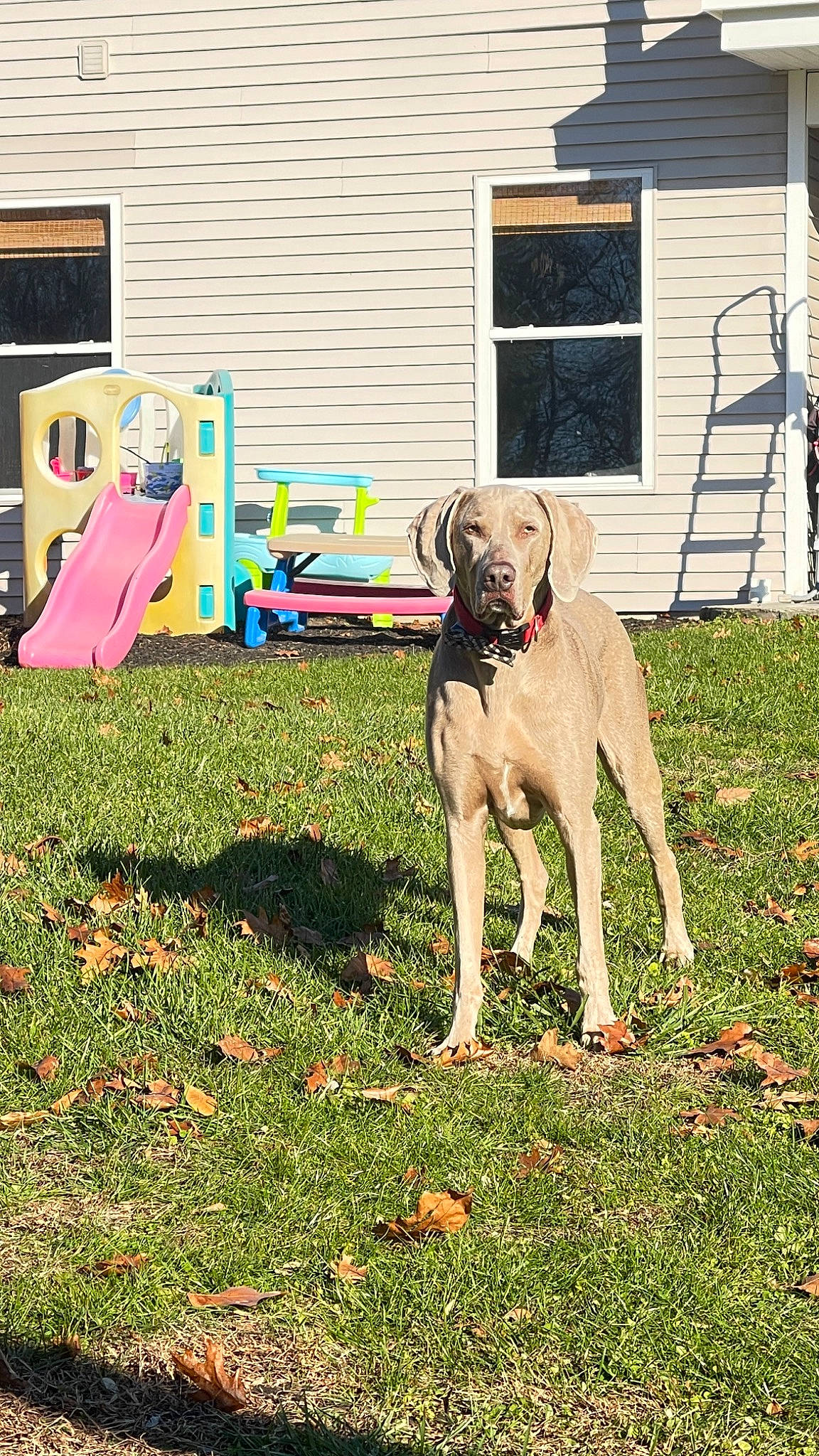 Wundermutt joined the competition — help win amazing prizes! backyard, building, carnivore, companion_dog, dog, dog_breed, door, garden, garden_hose, grass, guard_dog, house, lawn, people_in_nature, plant, tail, window, working_animal, working_dog, yard