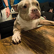 Briska participe au concours pour gagner de l'argent avec cette photo : background, brown, canine, christmas_tree, cozy, decoration, dog, furniture, hand, holiday, home, indoor, living_room, paws, person, pet, relaxing, table, white, wood