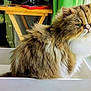 Pippi is registered to the contest to win money with this photo: animal, box, cat, chair, curious, cushion, domestic_cat, feline, fluffy, fur, green_eyes, home, indoor, long_hair, looking_out_window, persian_cat, pet, table, window, wooden_furniture
