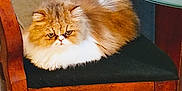 Pippi is registered to the contest to win money with this photo: animal, black_cushion, brown_fur, cabinet, carpet, cat, cozy, domestic_cat, fluffy, furniture, glass_table, grumpy_face, home, indoor, pet, resting, seat, table, white_fur, wooden_chair