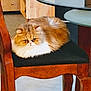 animal, black_cushion, brown_fur, cabinet, carpet, cat, cozy, domestic_cat, fluffy, furniture, glass_table, grumpy_face, home, indoor, pet, resting, seat, table, white_fur, wooden_chair
