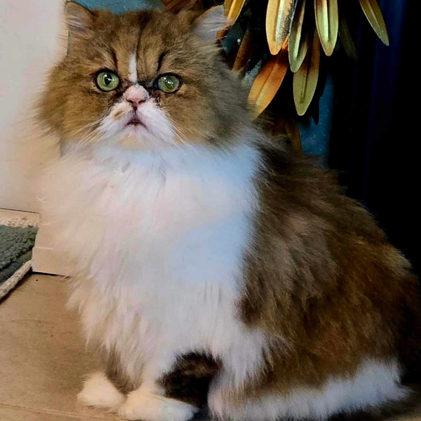 Pippi joined the competition — help win amazing prizes! animal, brown_and_white_fur, cat, cute, decor, domestic_cat, ears, expression, feline, fluffy, fur, green_eyes, indoor, looking, pet, plant, portrait, sitting, tile_floor, whiskers