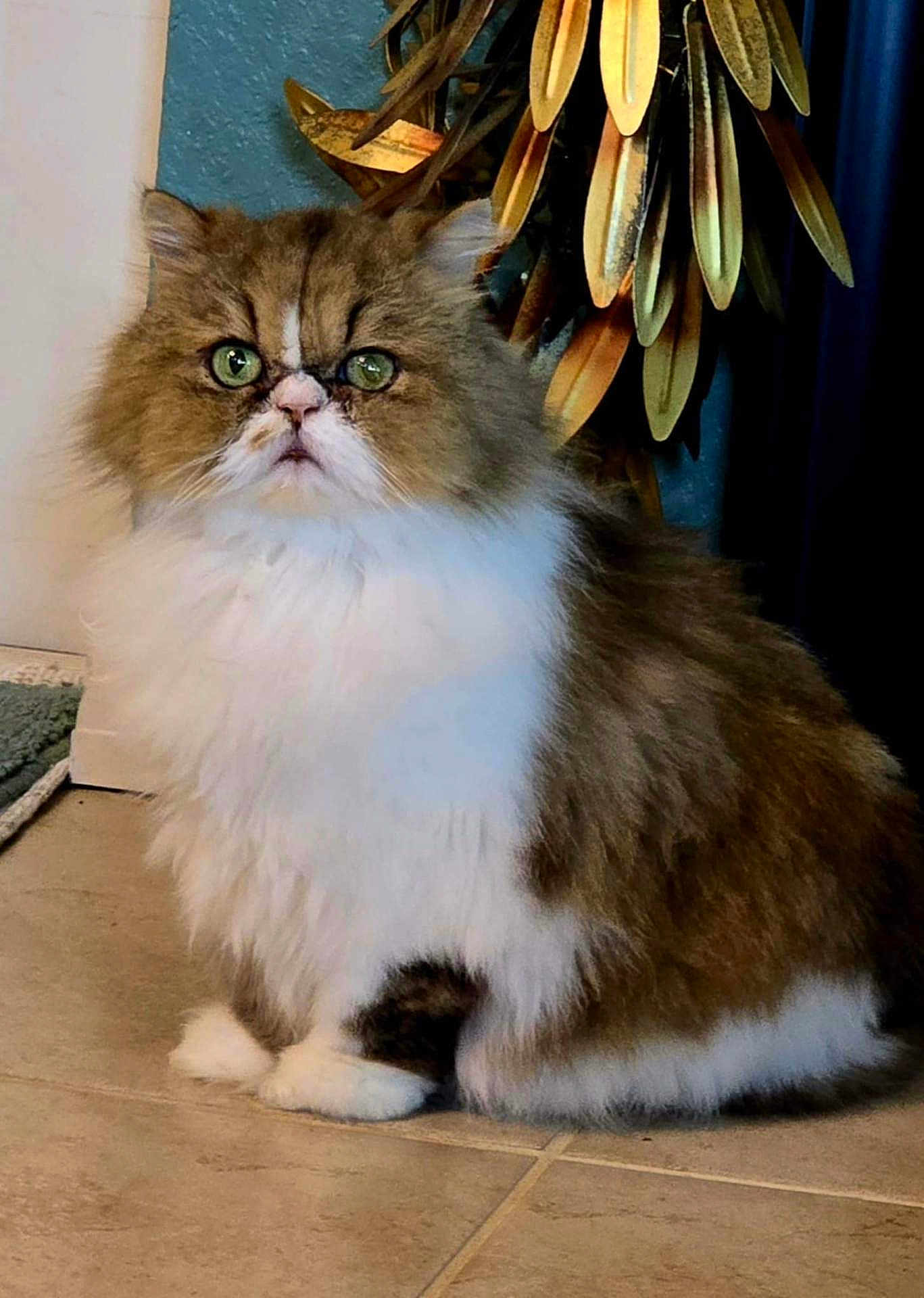 Pippi joined the competition — help win amazing prizes! cat, fluffy, green_eyes, sitting, indoor, tile_floor, brown_and_white_fur, plant, decor, pet, feline, portrait, cute, animal, whiskers, ears, fur, domestic_cat, looking, expression