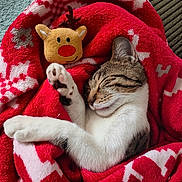 Shelby participe au concours pour gagner de l'argent avec cette photo : animal, blanket, cat, comfort, cozy, cute, fur, holiday, indoor, paw, pet, plush_toy, red, reindeer, relaxation, resting, sleeping, soft, tabby, white