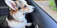 Asco participe au concours pour gagner de l'argent avec cette photo : animal, canine, car_interior, companion, corgi, curious, daylight, dog, door_panel, ears, fur, greenery, looking_out, paws, pet, puppy, resting, seat, side_view, window